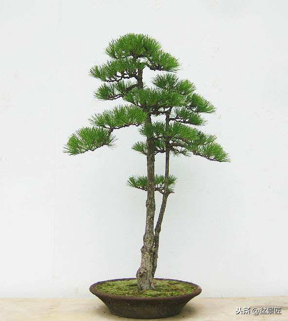 松柏松针发黄怎么办,盆景松树叶子发黄怎么挽救
