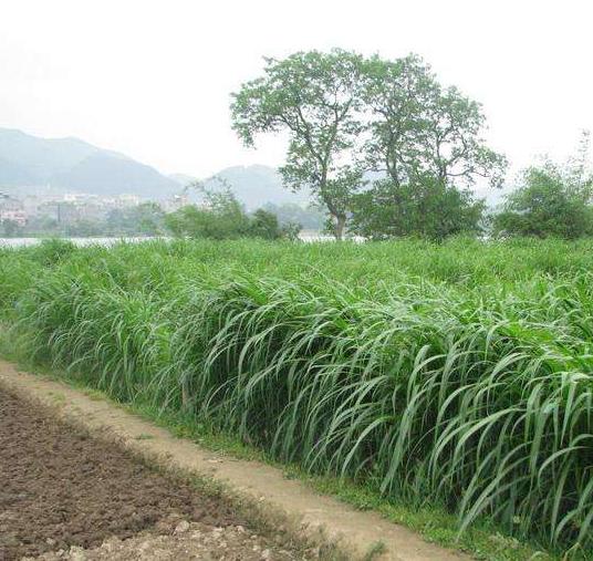 适合西北牧草黑麦草,黑麦草作为牧草哪种好