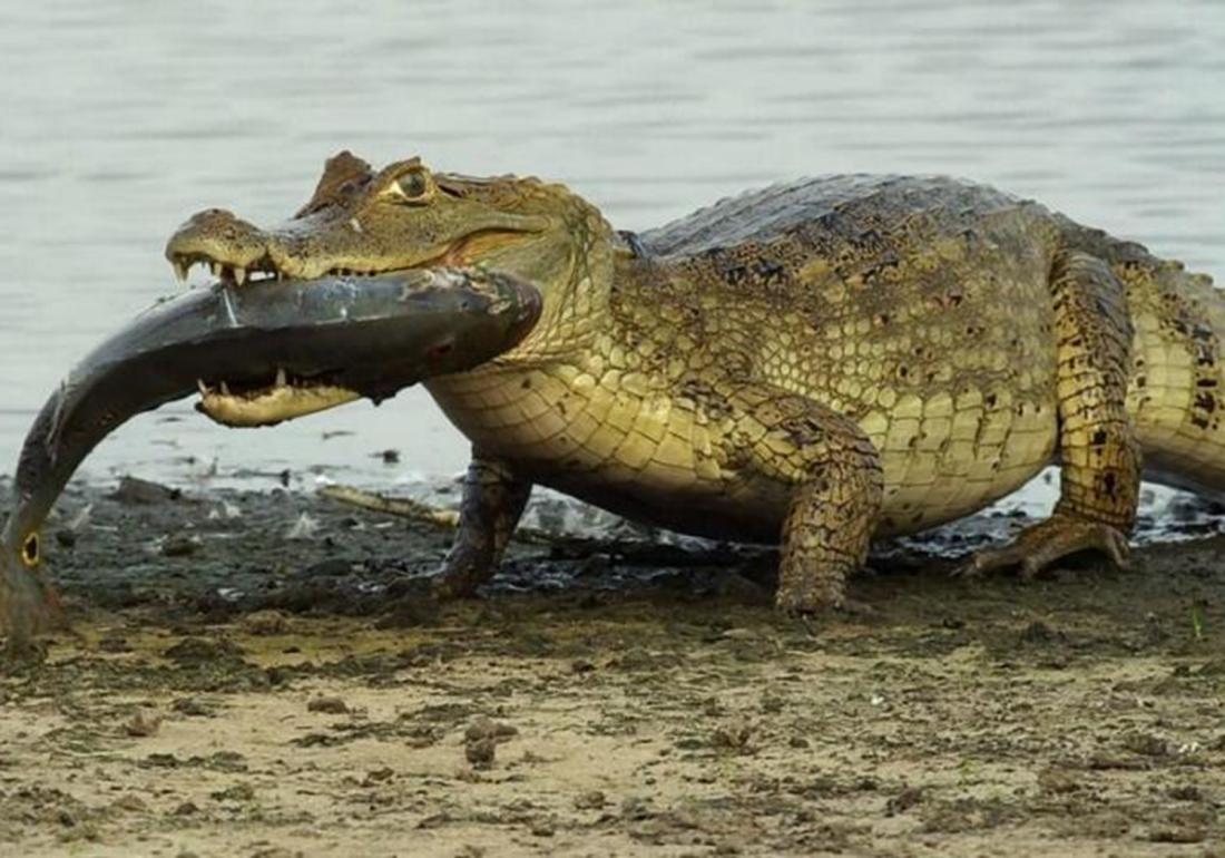 鳄类养殖之防治篇，觉得吃肉够营养了吗，那你就大错特错