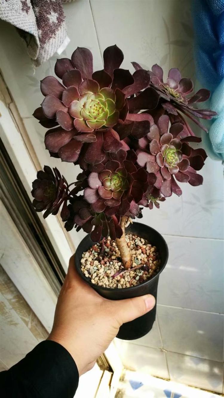 网购多肉老桩，“埋”多深有讲究！