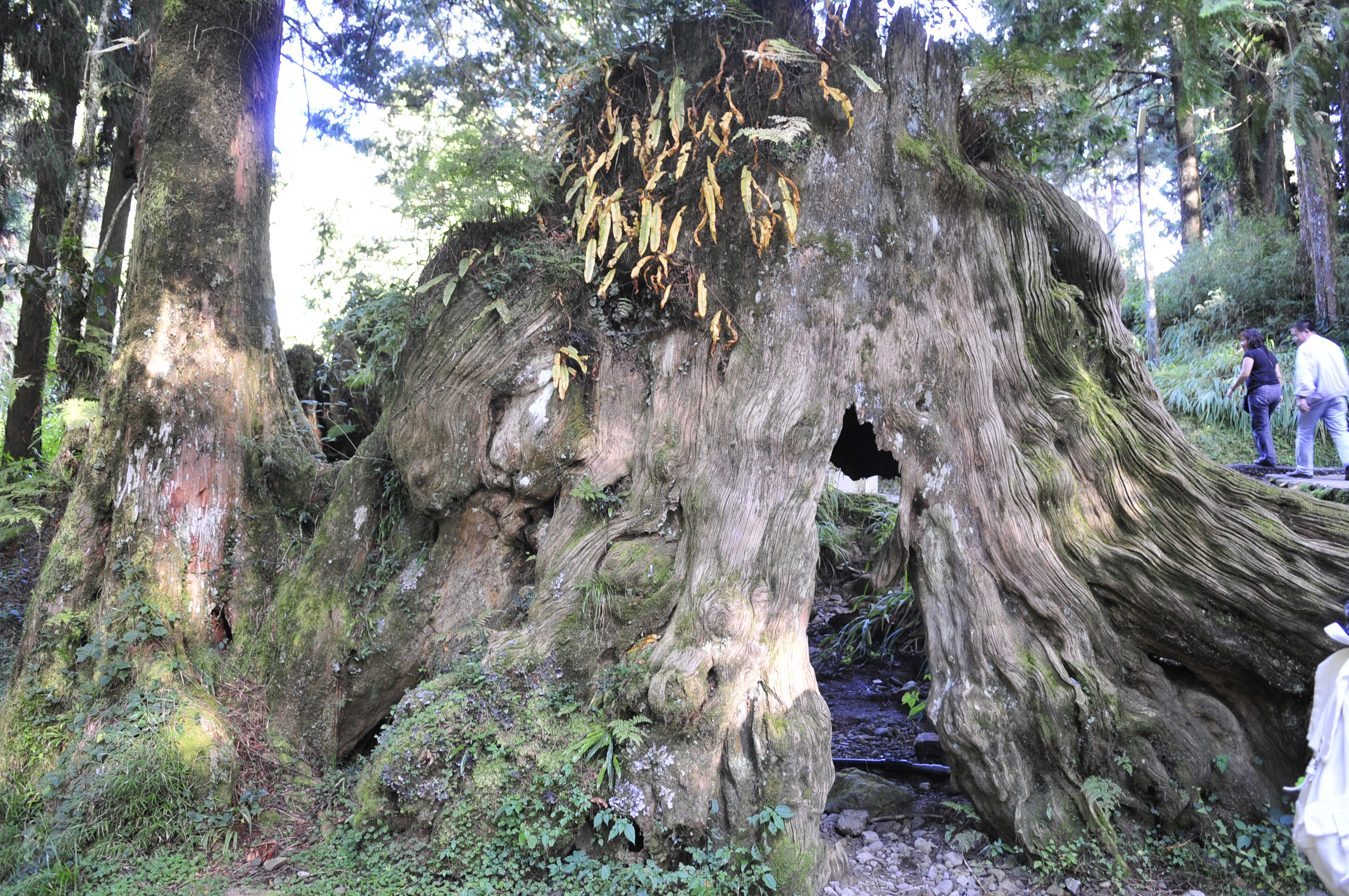 阿里山的故事告诉我们什么,台湾古树的故事