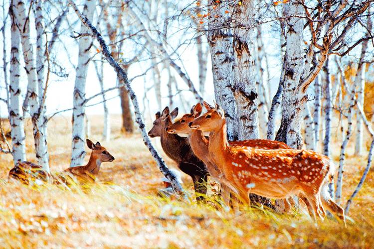 「读《诗经》时光」长风里歌声在飘荡｜苗瑞霞