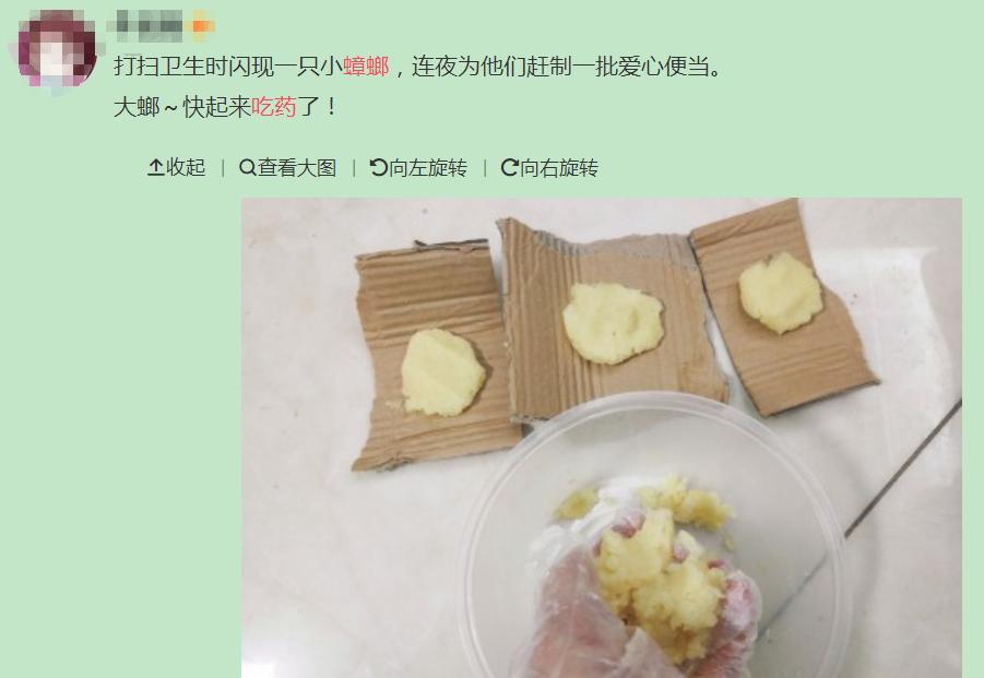 巨型蟑螂南方大蟑螂,广东巨型蟑螂和北方蟑螂对话