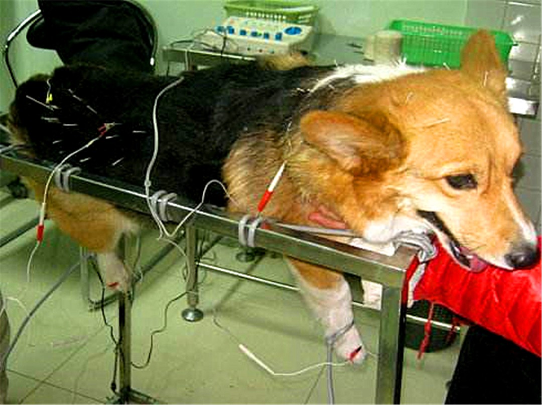 犬腰椎间盘疾病的部位,狗腰椎间盘突出的治疗方法