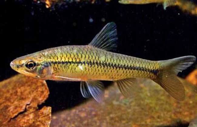 麦穗鱼怎样养殖,麦穗鱼如何大量养殖