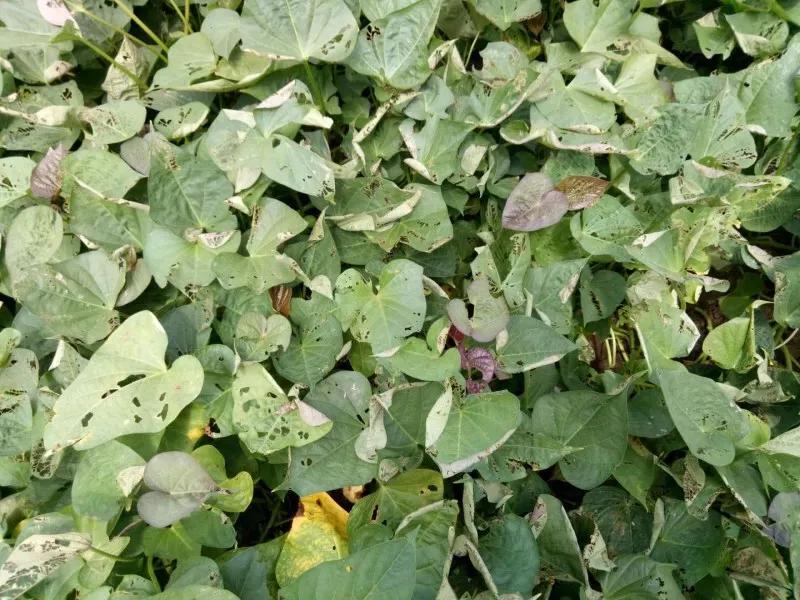 红薯苗卷叶是什么问题,红薯叶长虫怎么办