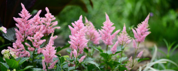 落新妇的养殖方法和注意事项