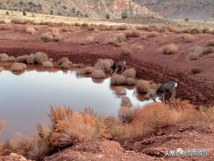 荒野乱斗流彩伊芙强度,荒野行动榴弹怎么用