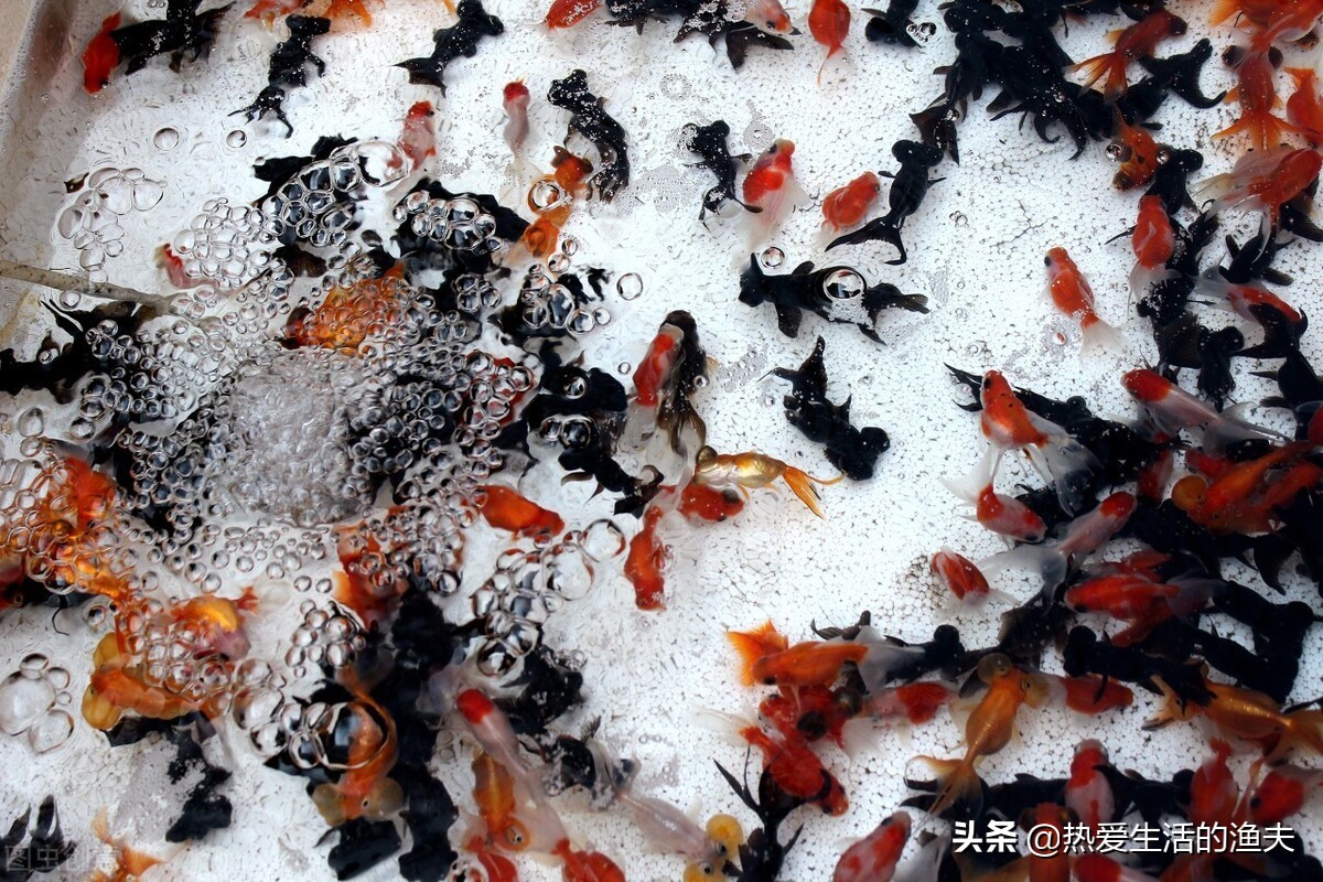 养了一周的金鱼不吃饲料怎么办,金鱼一直没喂饲料怎么存活下来的