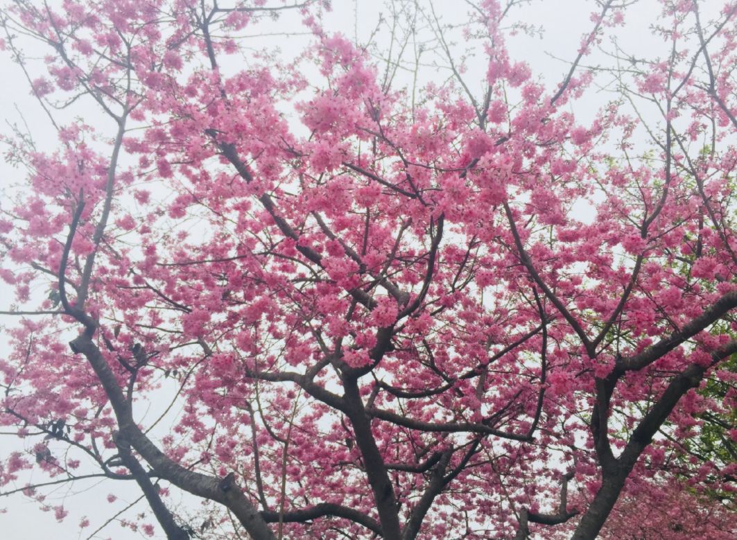 全球最大的樱花基地,全球最大樱花基地赏花时节已至