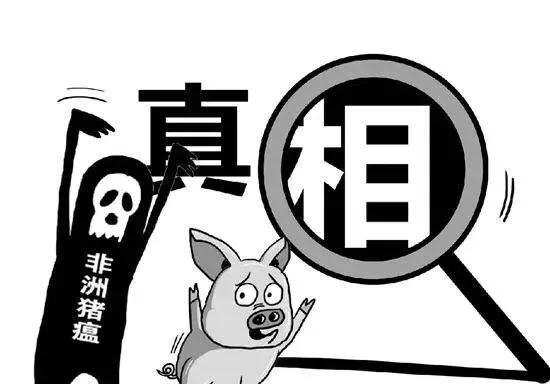 得了非瘟的猪人还能吃么,得了非瘟的猪产的仔能活吗