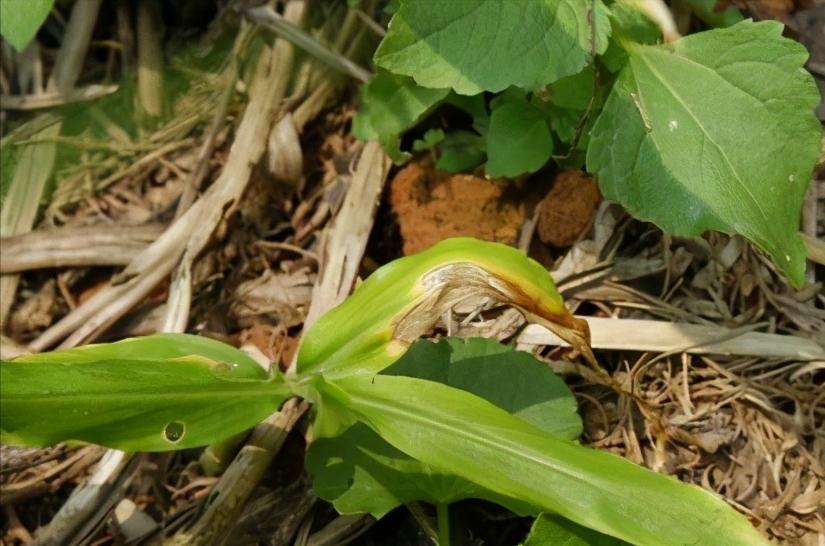 草木灰种生姜技术,桶种生姜技术