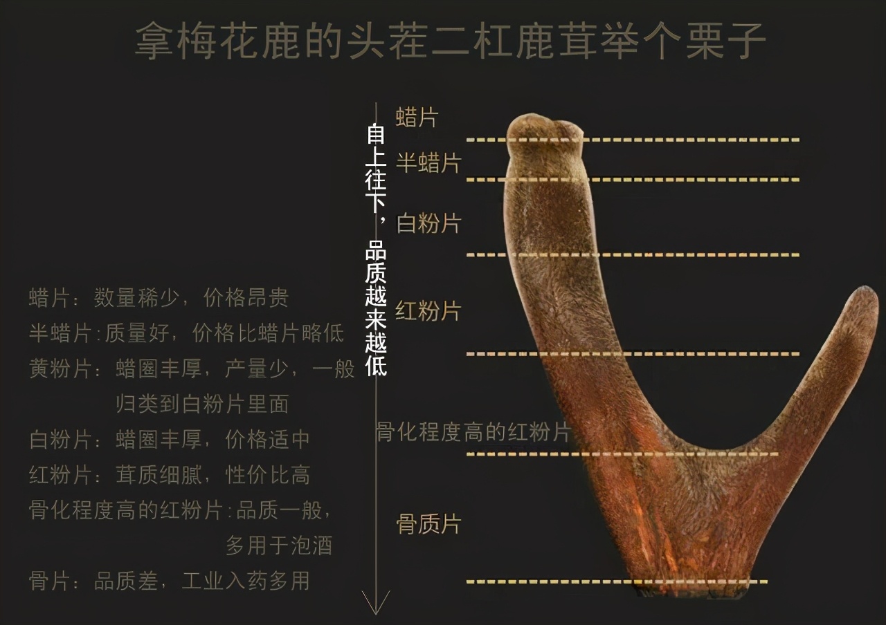 鹿茸片你买对了吗？学习一下再下手吧