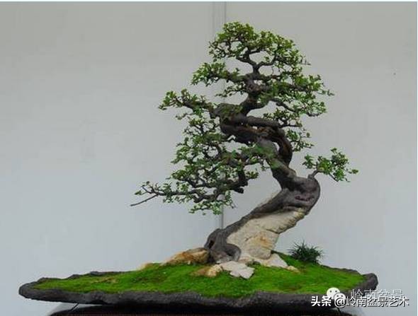 经典雀梅文人树盆景,十年以上的雀梅盆景图及价格