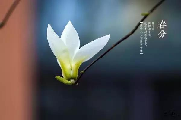 春风最美的时光,春分最美时间