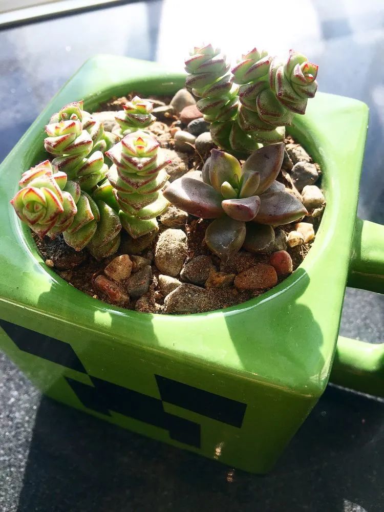 2021牛转乾坤砥砺前行,2021年牛转乾坤时来运转