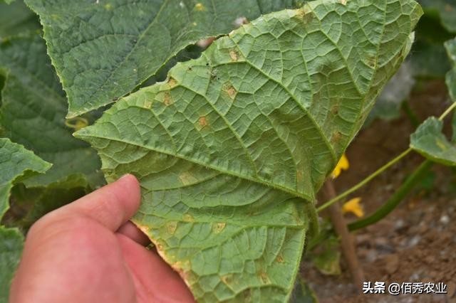 黄瓜种植过程中有哪些病虫害,种植黄瓜应该注意哪些病虫害