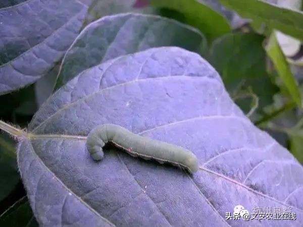 西瓜病虫害防治方法,盆栽西瓜怎么预防虫害