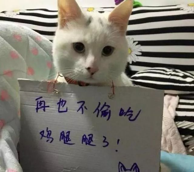 猫猫静悄悄歌曲,当猫猫静悄悄地过去偷吃你的东西