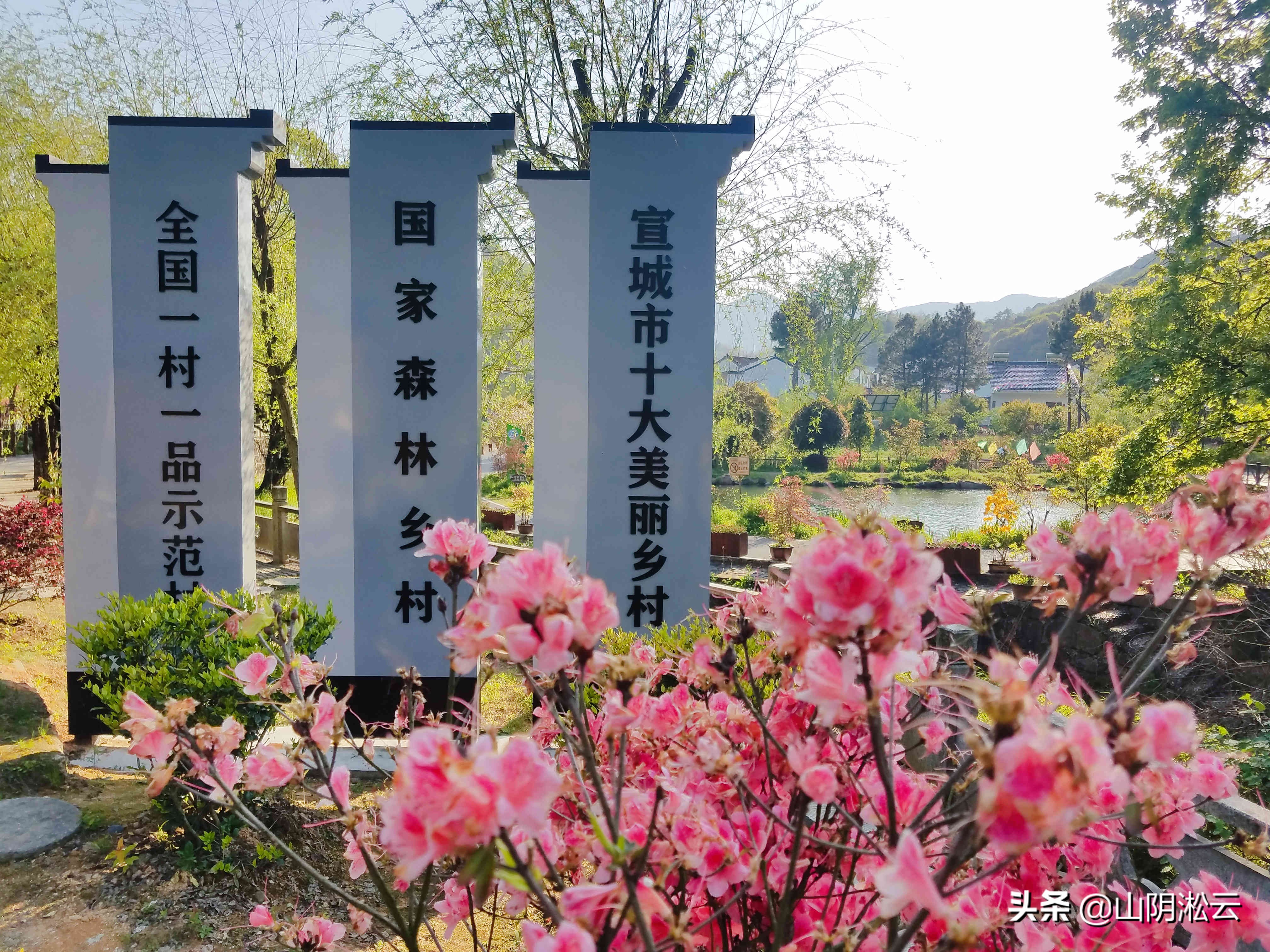 900岁古树见证，从岳飞的抗金沙场到美不胜收的杜鹃花谷