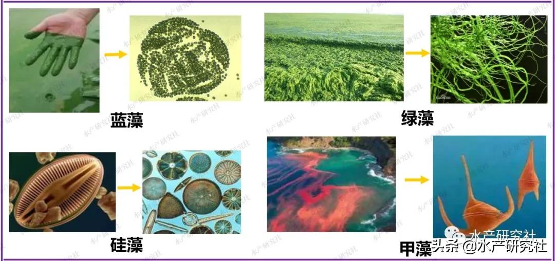 蓝藻是否都是有害藻类,蓝藻的爆发原因及处理方法