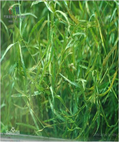 水草常见问题,常见鱼缸水草