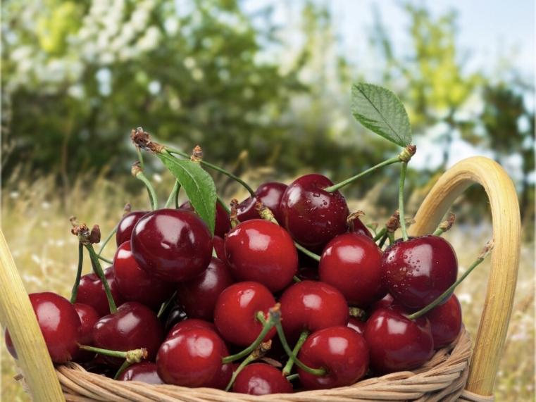 樱桃中哪种抗氧化强,樱桃抗氧化