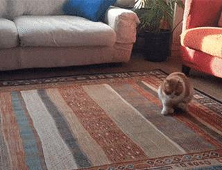 猫咪为什么会在地上蹭屁屁？很可能是身体出问题了……