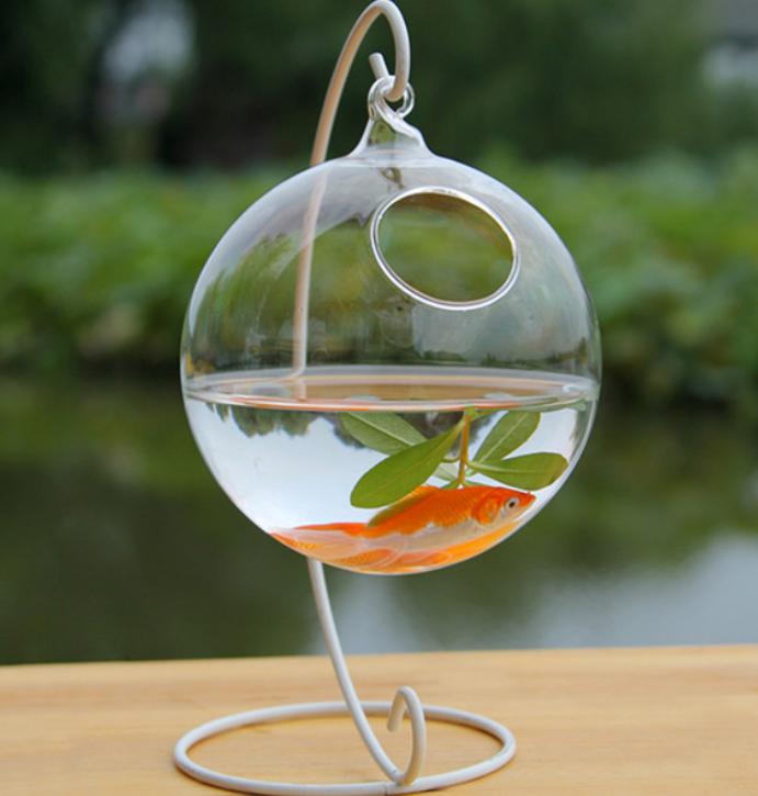 生活在宠物天堂的动物,在天堂的猫狗