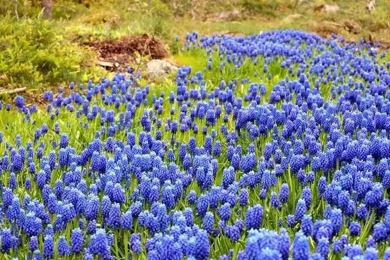 葡萄风信子盆栽在户外,葡萄风信子可以家养吗