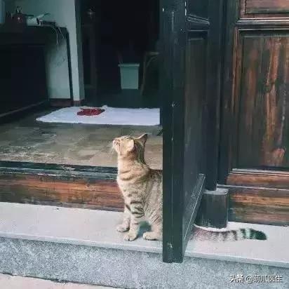 带宠物住宿酒店,带宠旅行酒店