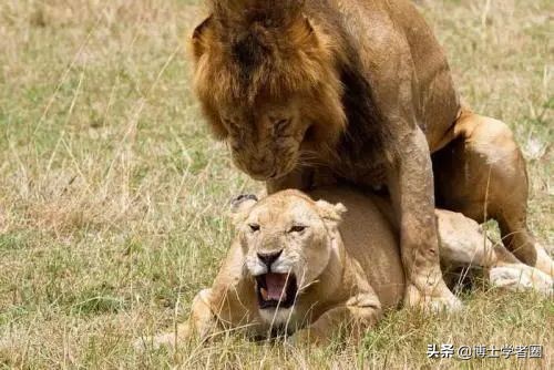 母狮一天发情40次，还追着公狮咬蛋蛋？根本不是这样啊....