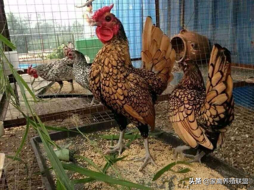 农民发明养鸡奇招轻松养5万只,养鸡牛人的致富绝招有哪些