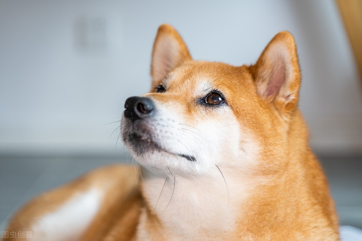 小狗狗吃骨头便秘怎么办,小狗便秘拉血怎么回事