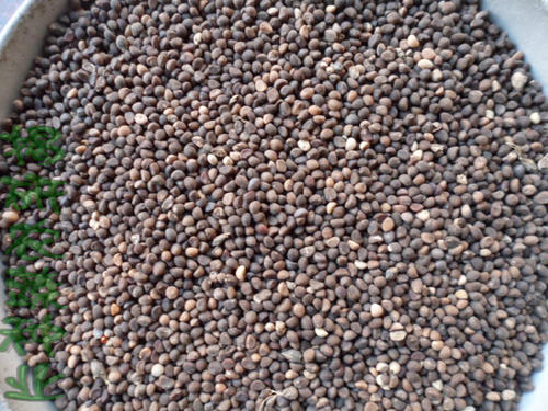 空心菜会生什么病有什么防治措施,空心菜茎腐病的防治