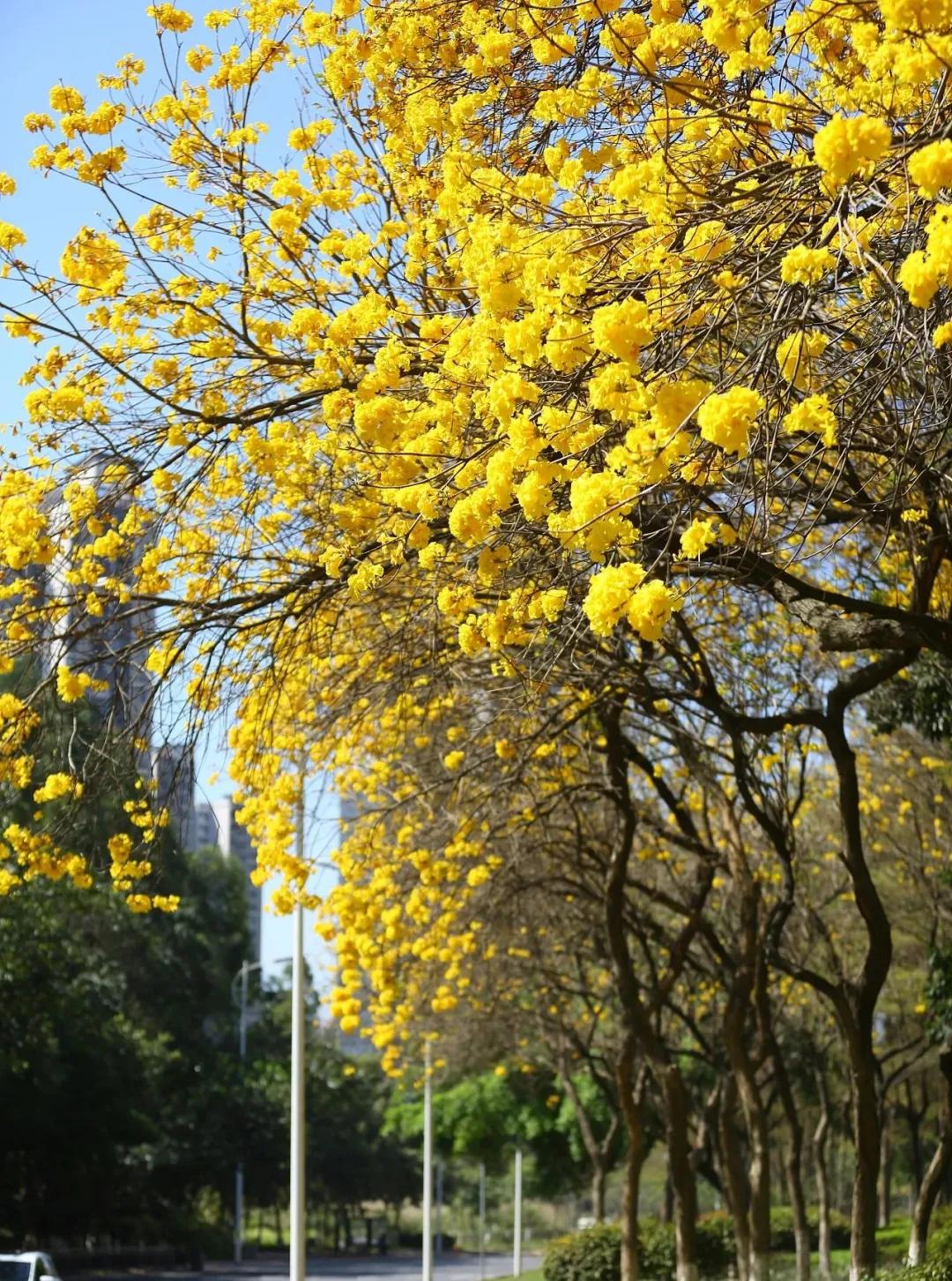 靠着一首歌走红全网视频,靠一首歌火爆全网