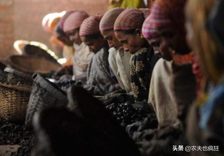 四大坚果怎么种植,四大坚果的种植方法