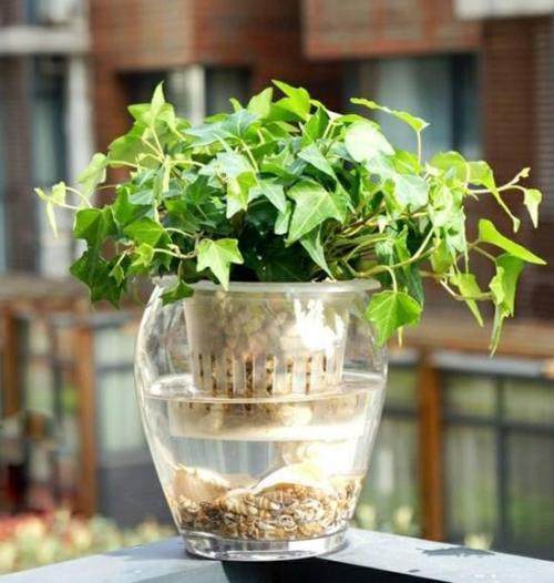 这几种草养在家里比花还漂亮,什么草当盆栽好看好养又好养