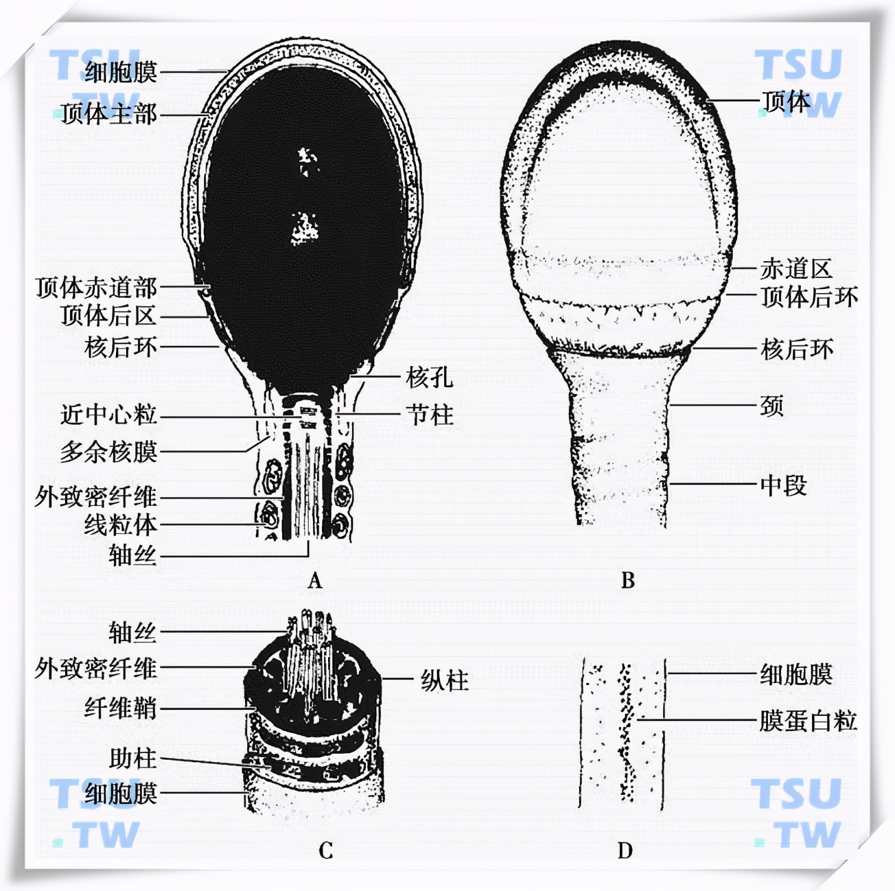 研究显示：精子像钻头一样钻入体内！它“欺骗”了科学家300多年