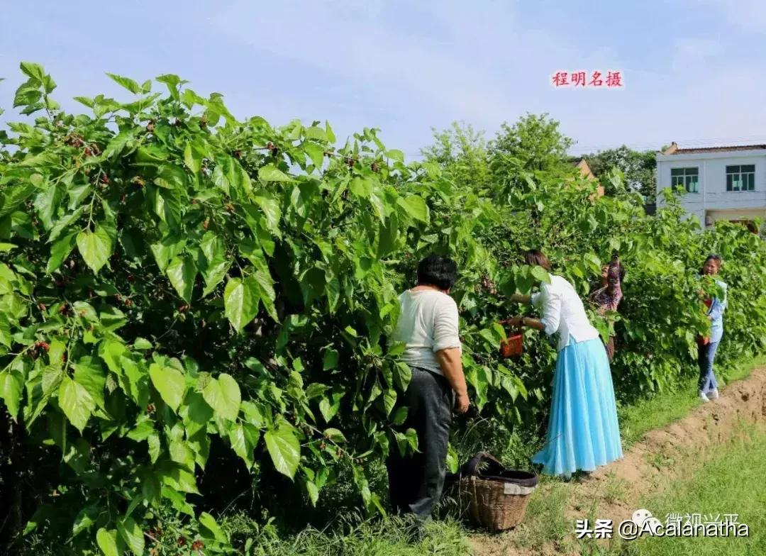 兴平千亩桑葚成熟啦！