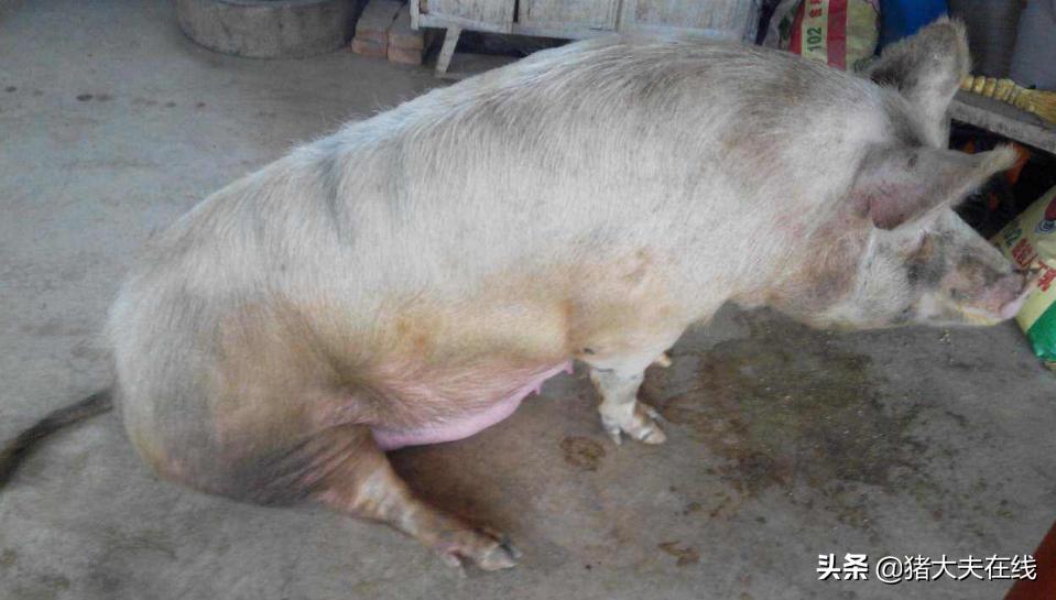 母猪胀气如何解决?胀气的原因分析以及防治措施