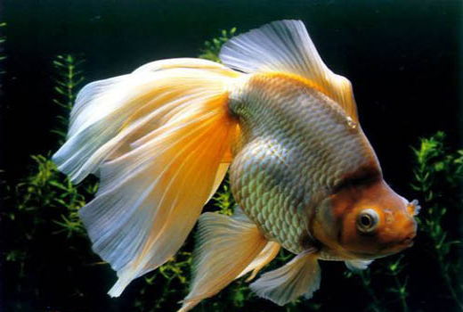 最好养的金鱼品种,家庭养几条金鱼最好