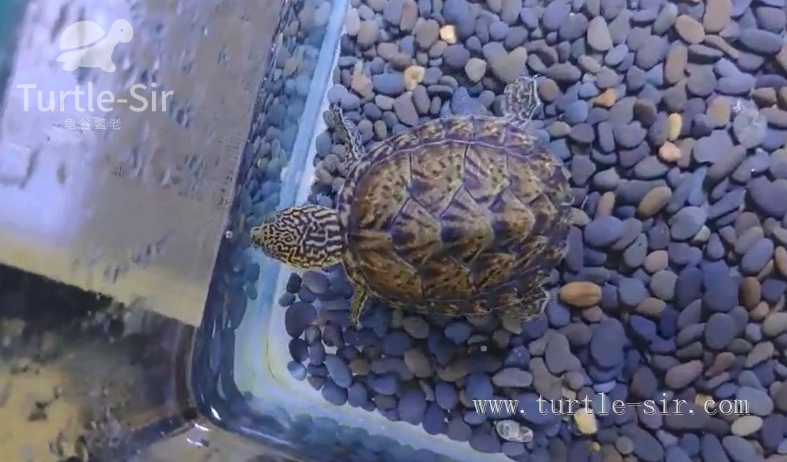 大龟买来该如何养,大龟买回来怎么养