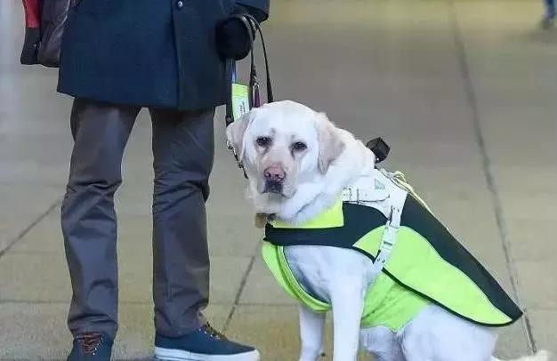 为什么导盲犬会受歧视,导盲犬被歧视合集