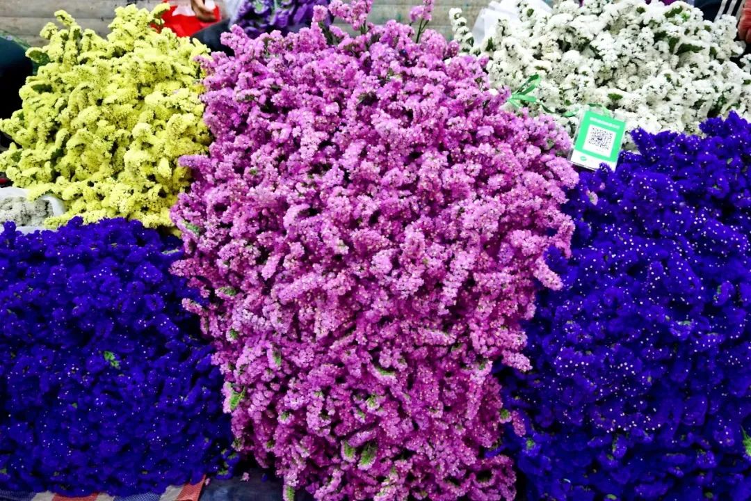 玫瑰花10支批发高原红,最好看的鲜花批发市场