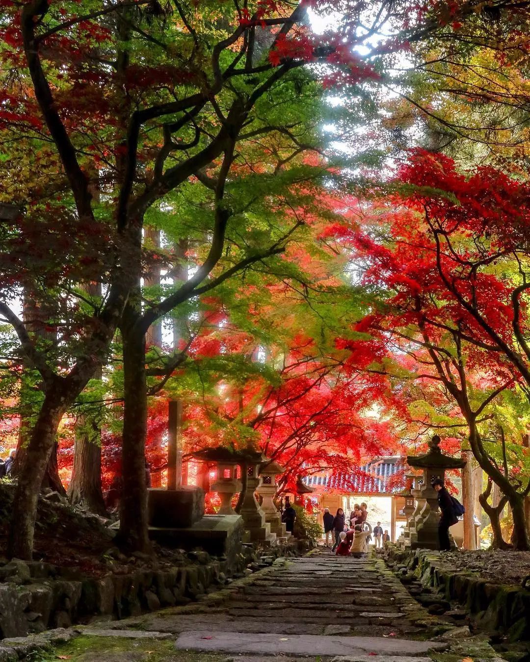 停车坐爱枫林晚风景,停车坐爱枫林晚季节