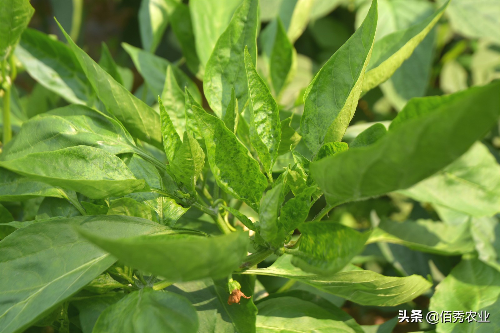 辣椒病毒病农业防治措施,辣椒病毒病最特效药