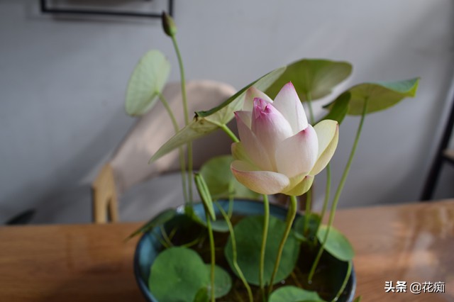 碗莲又到花开时，想要顺利开花，一定要掌握这三点