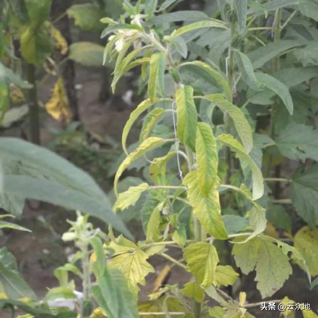 芝麻因下雨发黄死苗怎么治,芝麻发生枯萎病的原因是什么