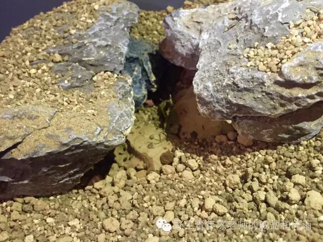 养过仓鼠的才知道的事,养仓鼠要不要给仓鼠洗澡